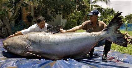 Verdens rekord i ferskvandsfisk