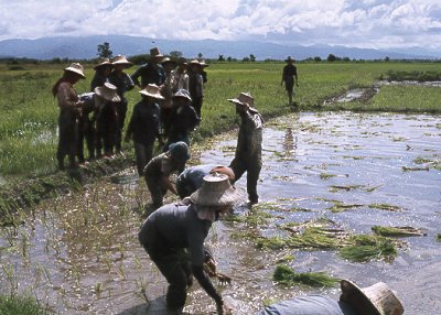 Rismarker i det nordlige Thailand. Trods industrialisering og udvikling af turisme, spiller risproduktionen fortsat en vigtig rolle. 