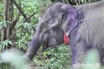 Elefanter i Wildlife Foundation Thailand